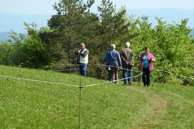 Vrvična ograja na Lovrencu, ki poleg planincev prostovoljcev varuje rastišče zavarovanega Clusijevega svišča. | Foto: Dušan Klenovšek
