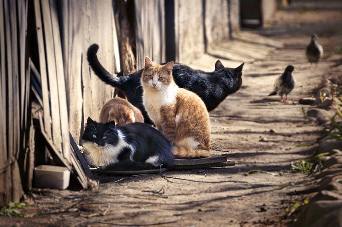 hišni ljubljenčki - mačke_kastracija | Foto: Shutterstock