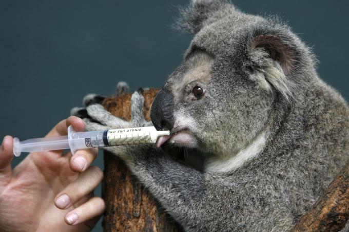 Najbolj realistična rešitev za preprečevanje širjenja klamidije med avstralsko populacijo koal do njih ni najbolj prijazna. Čeprav so že razvili zdravila in jih uspešno preizkusili, bodo bolezen najverjetneje zajezili z odstrelom več tisoč koal na najbolj problematičnih območjih. | Foto: 