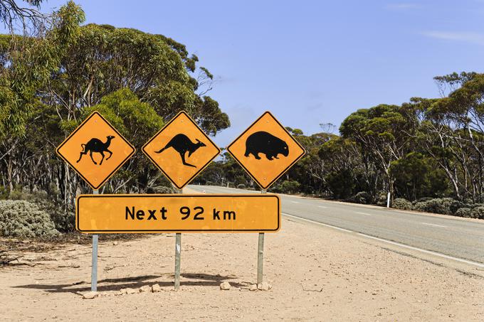 Kenguruji so vzrok za kar 90 odstotkov trkov z živalmi na avstralskih cestah, ki zlasti na nenaseljenih območjih niso ograjene. | Foto: Thinkstock