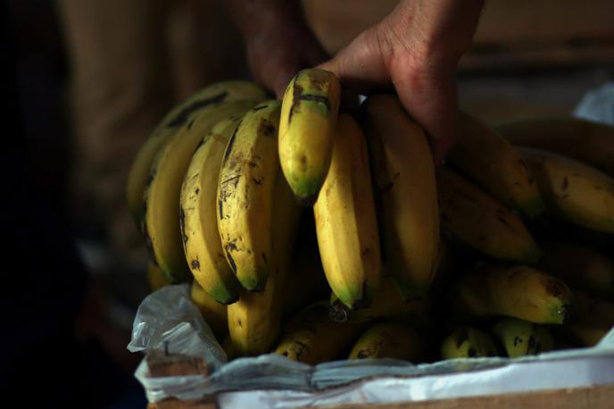 Banane | Nedavno je v zabojnikih z bananami kokain v pristanišču Gioia Tauro v Kalabriji našla tudi italijanska policija. Po navedbah italijanske finančne policije so v dveh 12-metrskih hladilnih zabojnikih z 78 tonami banan zasegli 2.734 kilogramov izjemno čistega kokaina, ki bi bil na črnem trgu vreden okoli 800 milijonov evrov. Najdbo so označili za rekordno. | Foto Reuters
