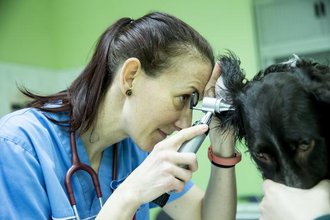 veterinarka Urška Drobnič | Foto: Ana Kovač