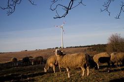 Na Krasu načrtujejo park vetrnih elektrarn s 40 vetrnicami