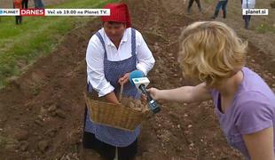 Kako so krompir sadili naši predniki (video)