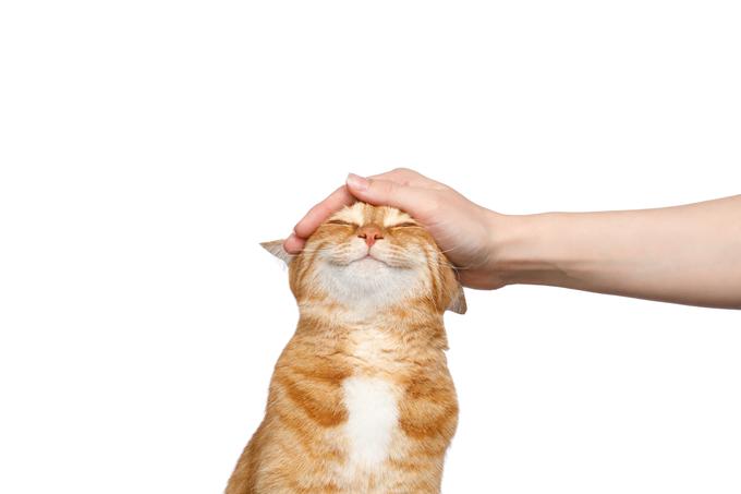 hišni ljubljenčki - mačke_kastracija | Foto: Shutterstock