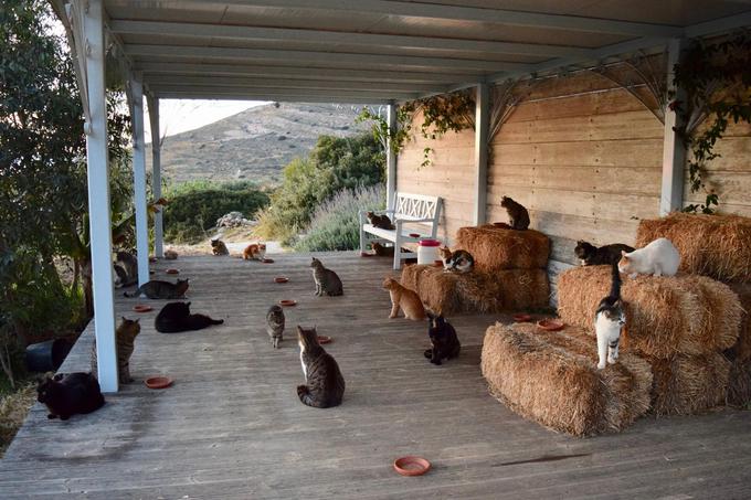 Grčija, mačje zavetišče | Foto: Facebook/God's Little People Cat Rescue