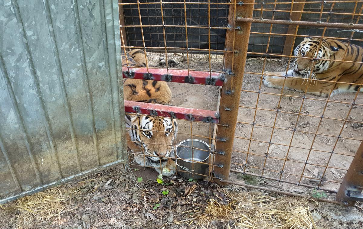 tiger zoo park rožman | Trije tigri, ki so jih v ZOO parku Rožman poimenovali Katja, Rambo in Wottan, so na Vrzdenec pri Horjulu prišli prejšnji teden. | Foto Andreja Lončar
