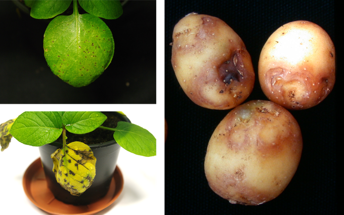 Simptomi na krompirju po okužbi s krompirjevim virusom Y | Foto: Nacionalni inštitut za biologijo