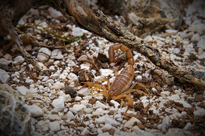 razstava pajkov in škorpijonov | Hottentotta tamulus, najbolj strupen škorpijon na svetu | Foto Arhiv organizatorja