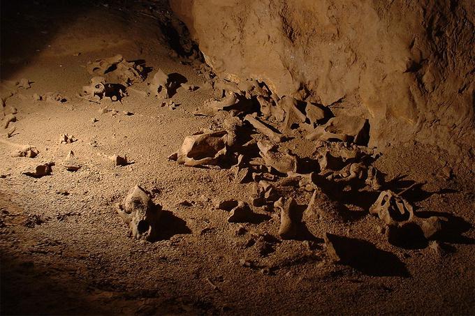 Jamski medvedi so pogosto poginili v jamah med prezimovanjem, pogosto so omenjene jame napolnjene s kostmi več sto posameznikov. | Foto: 