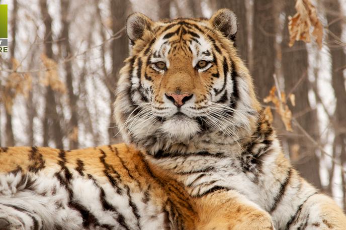 April 2020 na Viasat Nature | Dokumentarna serija Lov na ruskega tigra vam bo predstavila veličastno divjo mačko, ki svobodno živi v divjih gozdovih ruskega daljnega vzhoda. | Foto Off the Fence