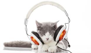 Je vaš maček nezadovoljen? Morda mu ne predvajate prave glasbe!
