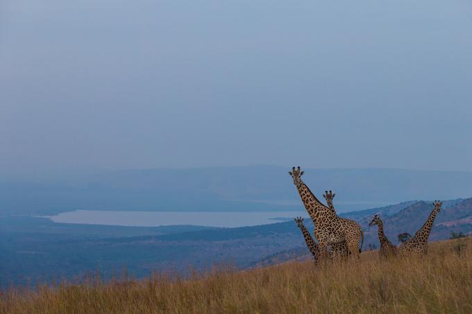 Žirafe iz narodnega parka Akagera v Ruandi | Foto: Marcus Westberg