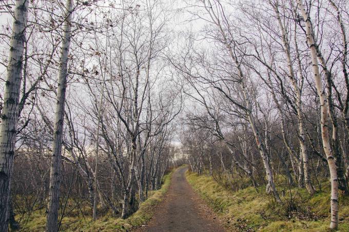 Tradicionalni islandski gozd že dolga leta dobro opisuje znana šala: "Kako najdeš pot domov, če se izgubiš v islandskem gozdu? Stopiš na prste." Drevesa v islandskih starih brezovih gozdovih so bila namreč praviloma vedno zelo nizka.  | Foto: Thinkstock