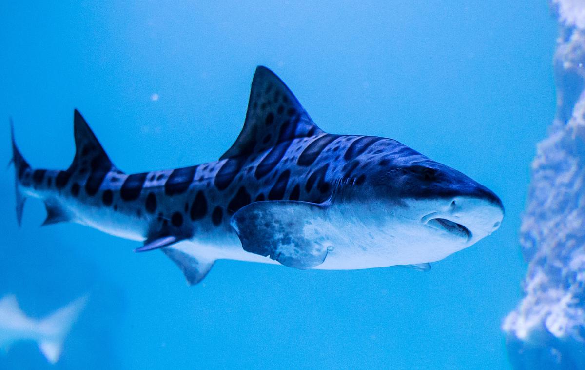 morski pes Pula akvarij | Tega leopardskega morskega psa lahko vidite v akvariju v Puli. Jih bomo gledali le še tam? | Foto Reuters
