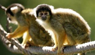 Opice obiskovalcem živalskega vrta kradejo mobitele
