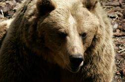 Ujeli potomko dveh slovenskih medvedov, ki je ubila tekača