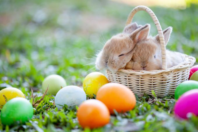 velikonočni zajček | Foto: Getty Images