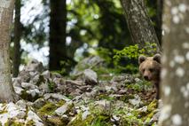 medved, kočevski gozd