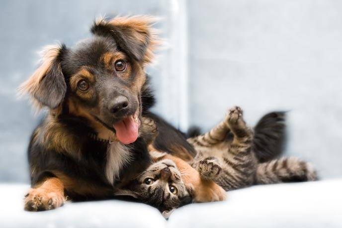pes, kuža, maček, muc, hišni ljubljenček | Foto Shutterstock
