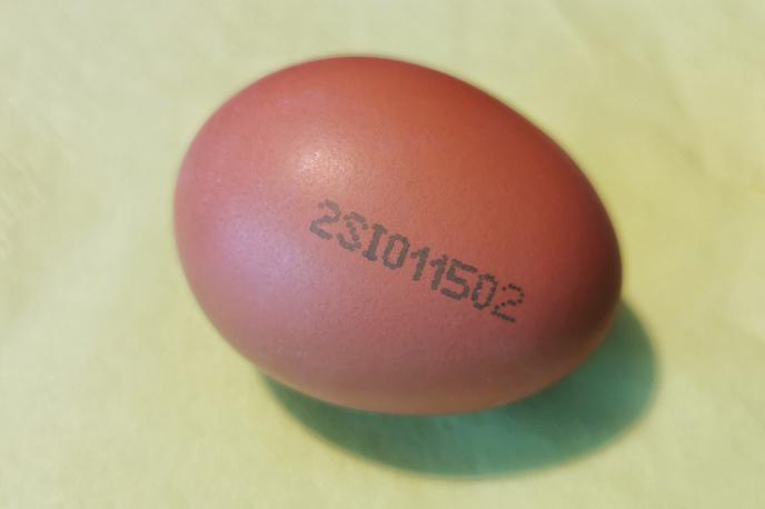 jajce lupina številka | Foto Siol.net