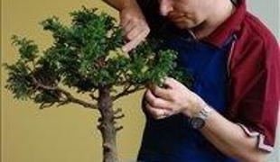 Razstava bonsajev podrla več stereotipov