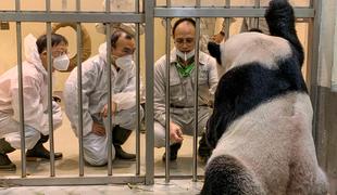 Poginil je panda Tuan Tuan, ki ga je Tajvanu podarila Kitajska