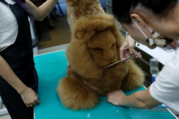 Striženje živali | Foto: Reuters