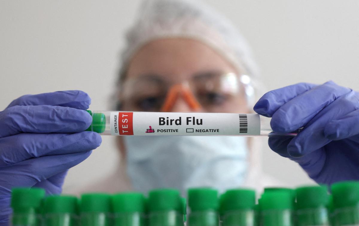 ptičja gripa | Po podatkih WHO je bilo od leta 2003 po svetu zabeleženih 450 primerov ptičje gripe s smrtnim izidom. | Foto Reuters