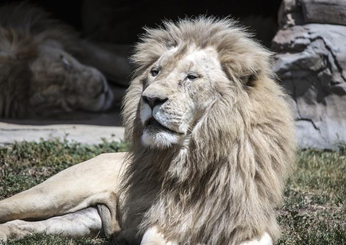 Lev, živalski vrt | Foto: Thinkstock