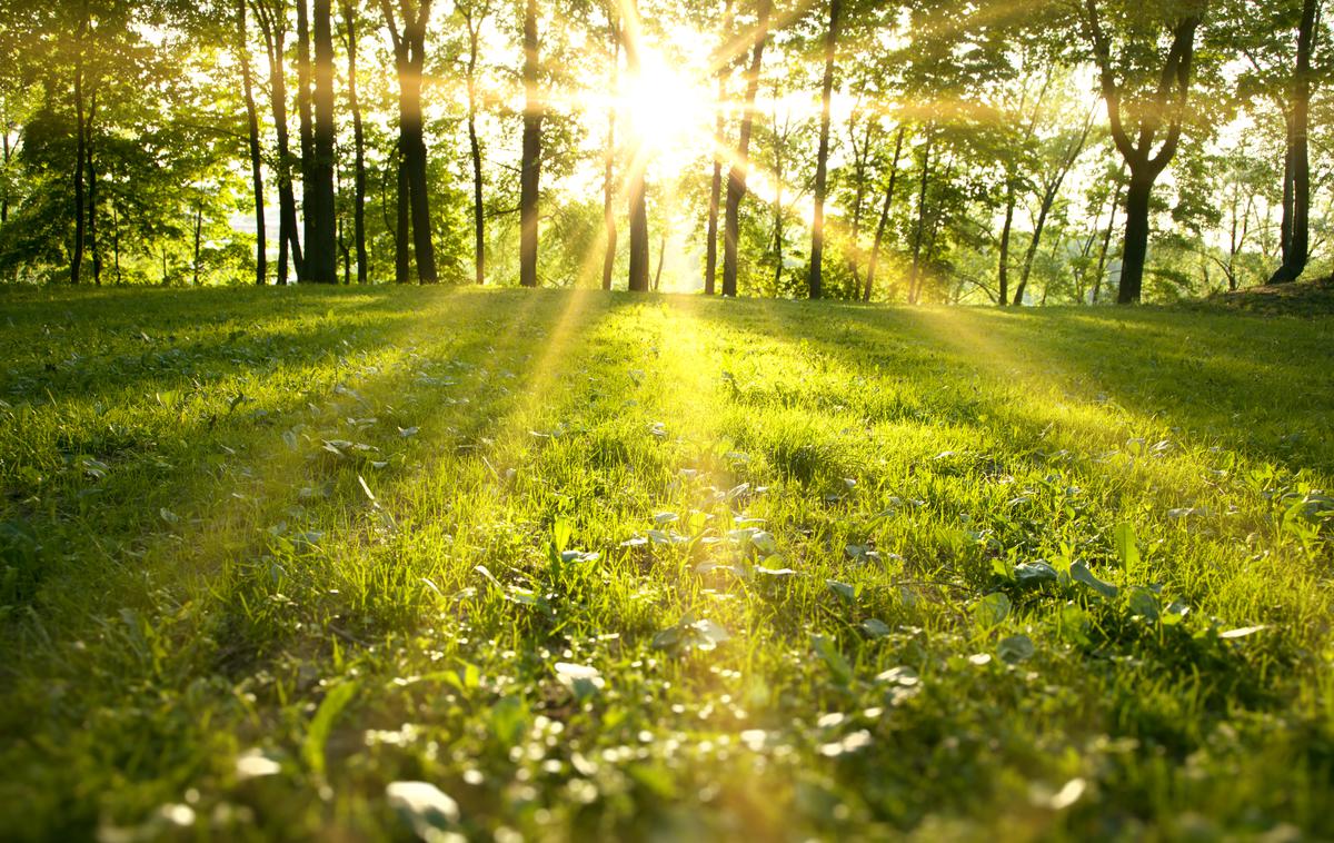 Pomlad, sonce | V torek, sredo in četrtek bo precej jasno z nekaj jutranje megle po nižinah. | Foto Shutterstock