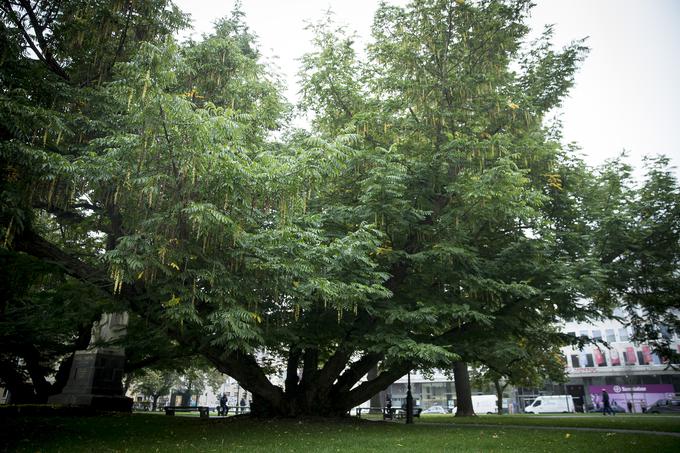 Kavkaški krilati oreškarji v Miklošičevem parku in tik pred sodno palačo so zaradi svoje izjemne velikosti zaščiteni. Posebnost te drevesne vrste je, da gre za več debel, a eno drevo. | Foto: Ana Kovač