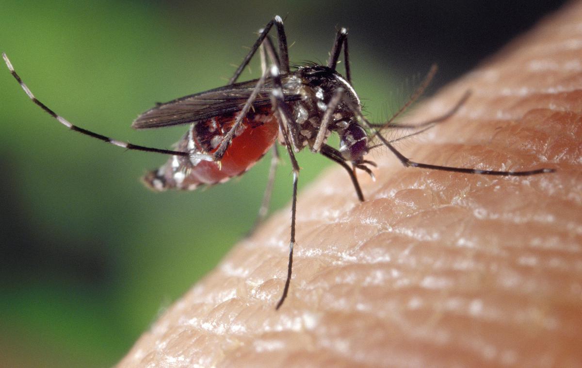 tigrasti komar | Znanstveniki opozarjajo pred virusi, ki jih prenašajo komarji in klopi in ki lahko ubijejo tudi do polovico vseh okuženih. | Foto Pixabay