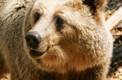 Lovci do zdaj odstrelili 38 medvedov
