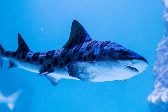 morski pes Pula akvarij | Tega leopardskega morskega psa lahko vidite v akvariju v Puli. Jih bomo gledali le še tam? | Foto Reuters