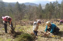 Taborniki in podjetja sadila drevesa po Sloveniji