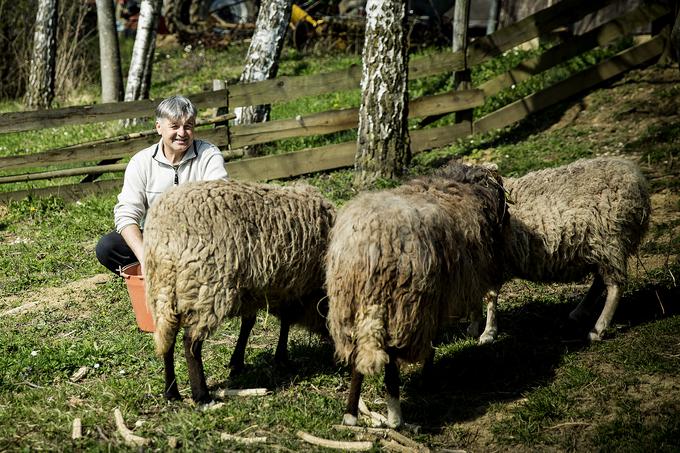 Tri vesele ovce bodo na kmetiji prav tako dočakale naravno smrt. | Foto: Ana Kovač