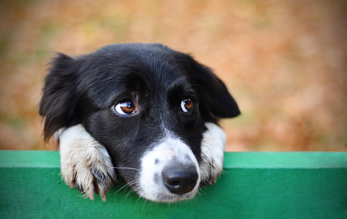 hišni ljubljenčki psi pes kuža | Foto Shutterstock