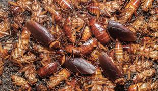 Ščurki prenašajo bolezni, najdemo pa jih tudi pri nas
