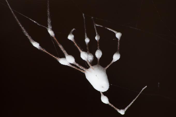 Znanstveniki pravijo, da je parazitska gliva, ki pajkovce spreminja v vatirane paličice, praviloma prisotna vsepovsod, kjer je mogoče najti suhe južine, in obratno.  | Foto: Reddit/skunkbollocks