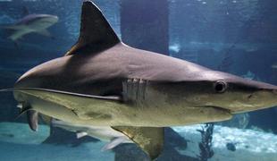 Hrvaški ribič pri Kornatu ujel 150-kilogramskega morskega psa