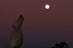 Volčja luna bo svetila tri dni. Tako lahko vpliva tudi na spanec. #foto