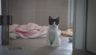 Prenovljeno Zavetišče Ljubljana žal polno mačk: Ljudje nanje še vedno gledajo drugače kot na pse #video