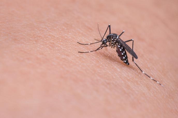 tigrasti komar | Čeprav gre za virusno bolezen, ki je značilna za tropske predele, pa se s porastom migracij, predvsem zaradi turizma, širi tudi v druge dele sveta. | Foto Pixabay