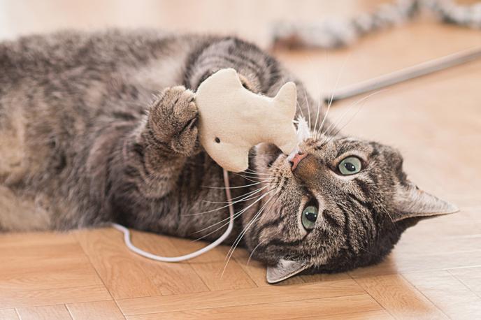 mački, mačka | Foto Thinkstock