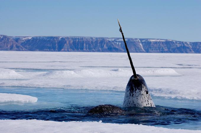 Okel morskega kita enoroga je v resnici eden od njegovih zob.  | Foto: Arctic WWF