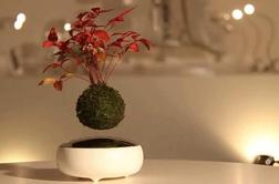 Pozabite lončnice, zdaj lahko svoj dom okrasite z lebdečim bonsajem
