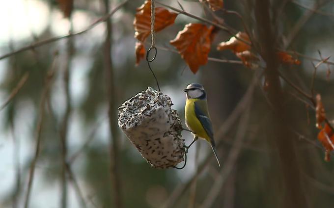 Ko krmimo ptice, ne smemo s tem nikoli prenehati, ker lahko tako ptice ogrozimo, svetuje Esenko. | Foto: Planet TV