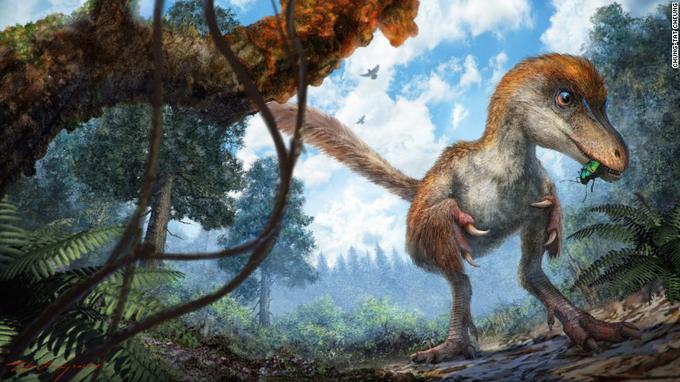 Dinozaver, ki mu je pripadal v jantar ujeti rep, je bil član iste genetske družine kot znana plenilca velociraptor in tiranozaver. Bil je sicer zelo majhen, nič kaj večji od navadnega vrabca. Foto: CNN | Foto: 
