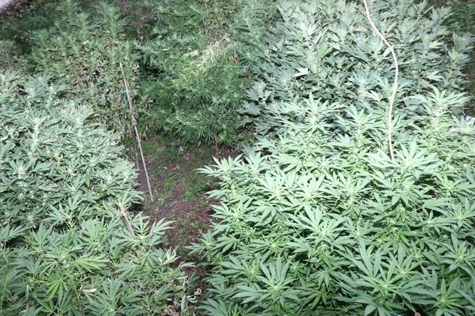 Konoplja | Policisti so v Ljutomeru, v neposredni bližini reke Mure, našli večji nasad prepovedane droge konoplje. | Foto PU Murska Sobota